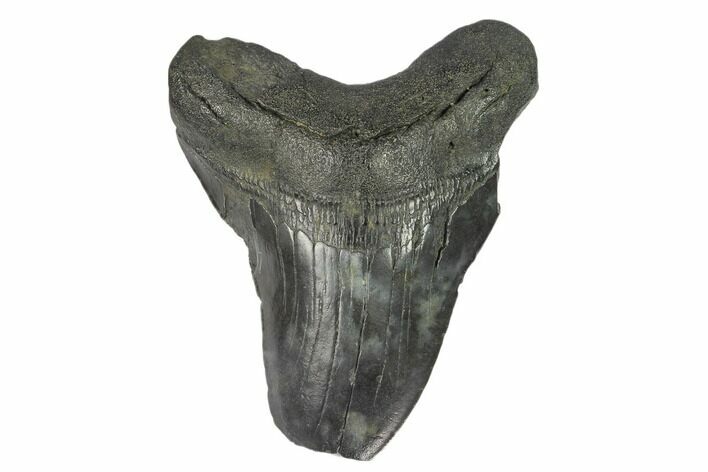 Bargain, Fossil Megalodon Tooth - South Carolina #124751
